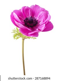 Red Anemone Coronaria On A White Background