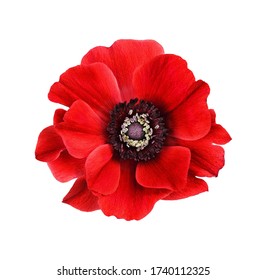 Red anemone flower isolated on white background. Flat lay. Top view. - Powered by Shutterstock