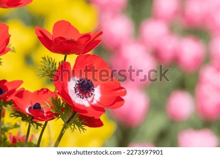 Red anemone flower Spring flower background material