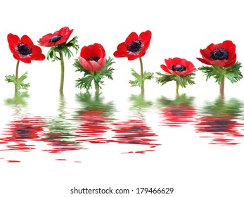 Red Anemone Flowers 