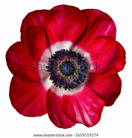 RED ANEMONE FLOWERS, anemone coronaria isolated on white background