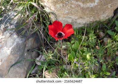 Red Anemone Poppy And Other Wild Flowers Blossoming In The Mountains Of Ramallah, Palestine.