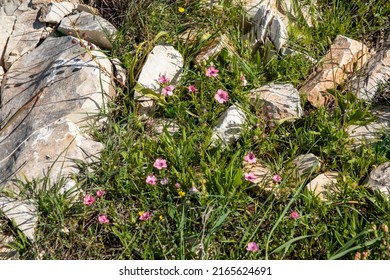 Red Anemone Poppy And Other Wild Flowers Blossoming In The Mountains Of Ramallah, Palestine.