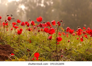 Red anemones in a field, Israel