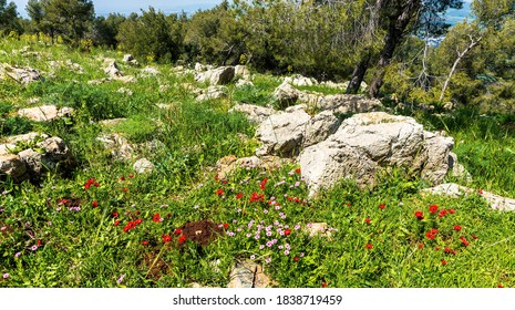Red anemones and pink wild buttercups bloom fields  at spring sunny day. Mount Gilboa. Israel
