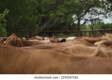 Red Angus Beef Cattle Herd In Pen For Working On Texas Ranch.