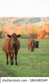 Red Angus Beef Cow In Pasture In Fall On Small Rural Beef Cattle Farm In Ontario Canada