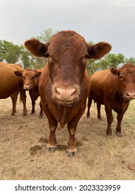 Red Angus Bull Up Close