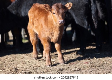 Red Angus Calf In Dry Pasture