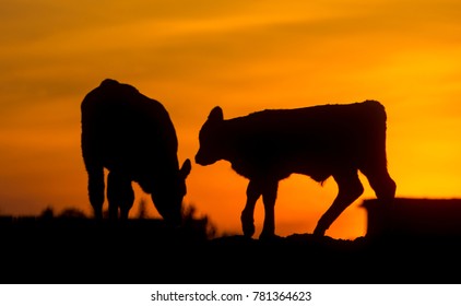 Red Angus Calf Sunset