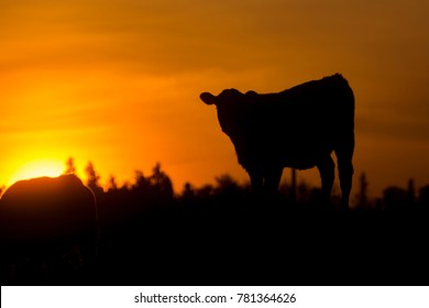 Red Angus Calf Sunset