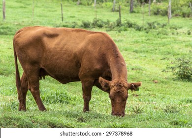 Red Angus Cattle