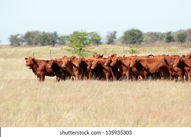 Red Angus Cattle On Pasture