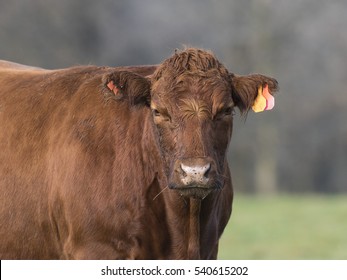 Red Angus Cow