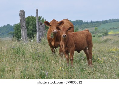 Red Angus Cow And Calf.