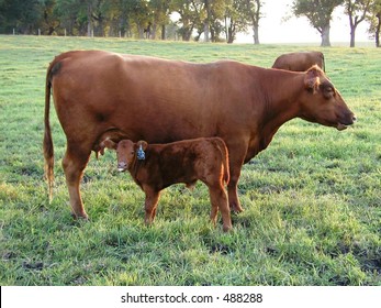 Red Angus Cow And Calf