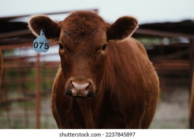 Red angus cow with ear tag on blurred background for beef portrait. - Powered by Shutterstock