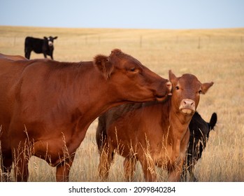 Red Angus cow and her calf with Black Angus cows in field with dried grass. Photographed in Montana at dawn with a shallow depth of field.