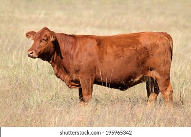 A red angus cow on pasture