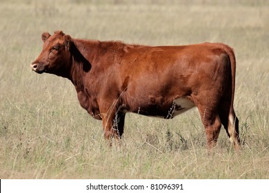 Red Angus Cow On Pasture