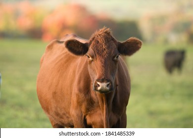 red angus cow  portrait in fall on small rural beef cattle farm in Ontario 