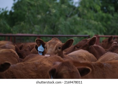 Red Angus Cows On Cattle Ranch In Pen Closeup As Beef Herd.