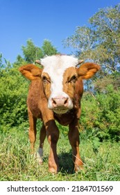 Red Angus Heifer Portrait Picture Blue Sky Background