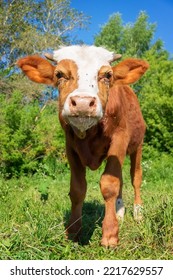 Red Angus Heifer Portrait Picture Blue Sky Background