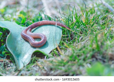 A Red Annelida Crawls Across The Green Grass. Photo.