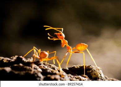 Red Ant