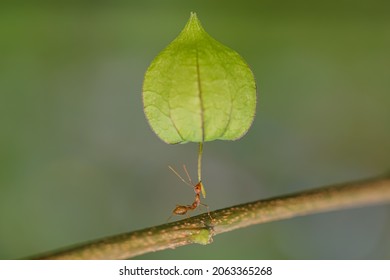 Red Ant Action Carrying Cutleaf Groundcherry, Wild Tomato, Camapu, And Winter Cherry And Chocolate Fruit On Tree Branch
Nest On A Green Background. Hardworking Strong Ants (weaver Ants)