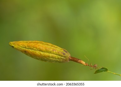 Red Ant Action Carrying Cutleaf Groundcherry, Wild Tomato, Camapu, And Winter Cherry And Chocolate Fruit On Tree Branch
Nest On A Green Background. Hardworking Strong Ants (weaver Ants)