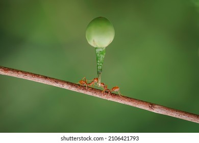 Red Ant Action Carrying Cutleaf Groundcherry, Wild Tomato, Camapu, And Winter Cherry And Chocolate Fruit On Tree Branch Nest On A Green Background. Hardworking Strong Ants (weaver Ants)