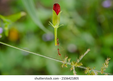 Red Ant Action Carrying Cutleaf Groundcherry, Wild Tomato, Camapu, And Winter Cherry And Chocolate Fruit On Tree Branch Nest On A Green Background. Hardworking Strong Ants (weaver Ants)