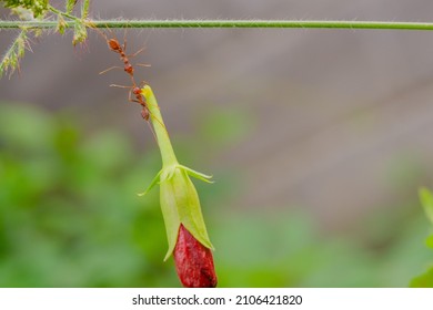 Red Ant Action Carrying Cutleaf Groundcherry, Wild Tomato, Camapu, And Winter Cherry And Chocolate Fruit On Tree Branch Nest On A Green Background. Hardworking Strong Ants (weaver Ants)