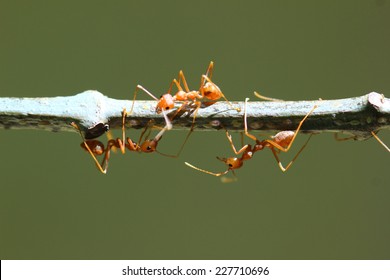 Red Ant Action Standingdiligent Ants Find Stock Photo 227710696 ...