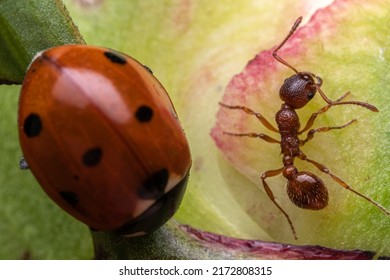 Red Ant Attacks Ladybug, Solenopsis Invicta, Red Imported Fire Ant, RIFA, One Of The Most Dangerous Invasive Ant Species In The World, With A Strong Sting And Venom.