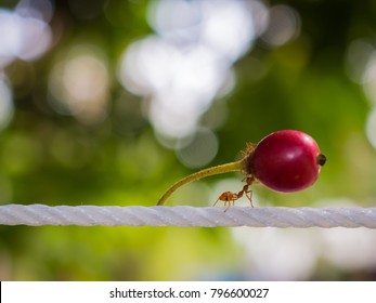 Red ant carry red fruit on white rope to nest on green background.strong ant hardworking