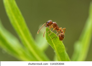 The red ant climbed to the top of the green leaf and eats it
