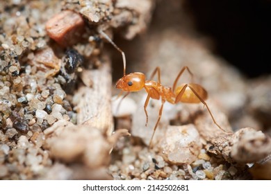 Red Ant Close Up Macro Photography, Can Be Used To Represent Pest Control Of An Ant Colony Of The Formica Rufa Kind Of Ants