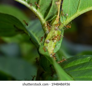 Red ant colonies raise Aphids to get sugar from these aphids