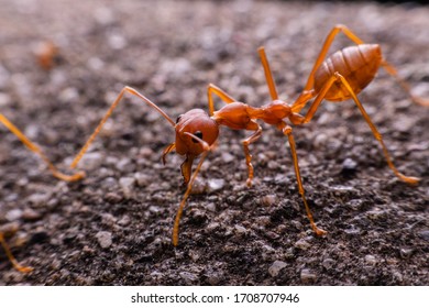 Red Ant , The Red Ant Eating The Larva
