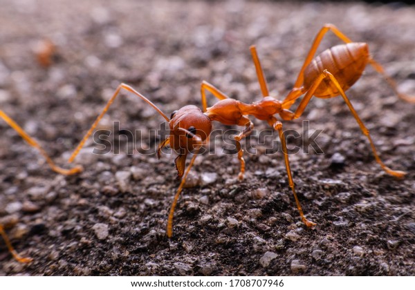 Red ant , The red\
ant eating the larva\

