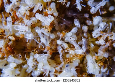 Red Ant Ant Eggs Ant Larvaes Stock Photo 1258245832 | Shutterstock