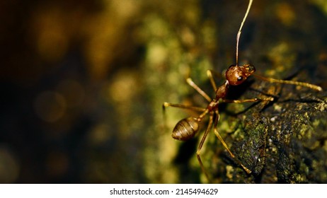 Red Ant exploring at tree bark