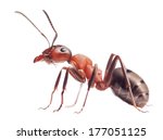 red ant formica rufa  on white background    