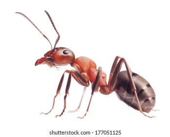 красный муравей formica rufa на белом фоне    