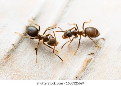 Red Ant Insects On White Birch Tree Bark Macro