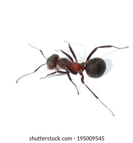 Red Ant Isolated On White Background (Formica Rufa), Red Wood Ant, Southern Wood Ant Or Horse Ant