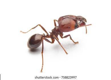 Red Ant Isolated On White Background Stock Photo 758823997 | Shutterstock